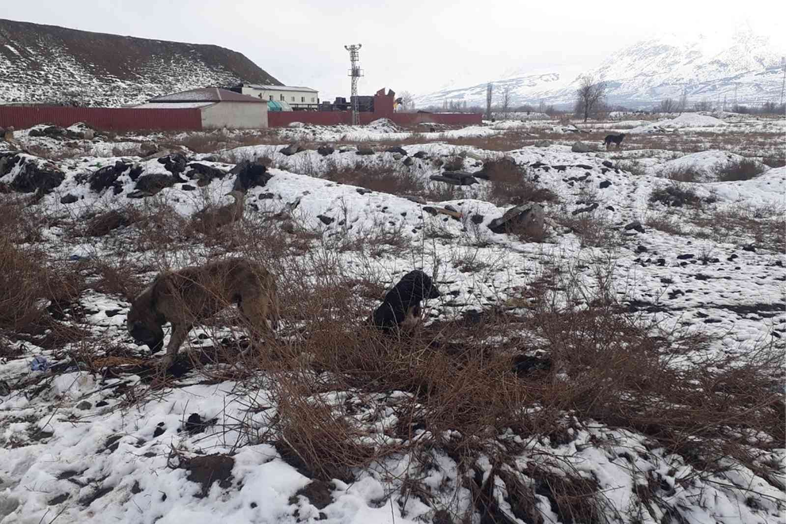 Sokak hayvanlarına yem bırakıldı #erzincan