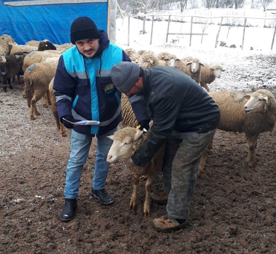 Hisarcık’ta küçükbaş desteklemesine girecek hayvan sayımları devam ediyor #kutahya