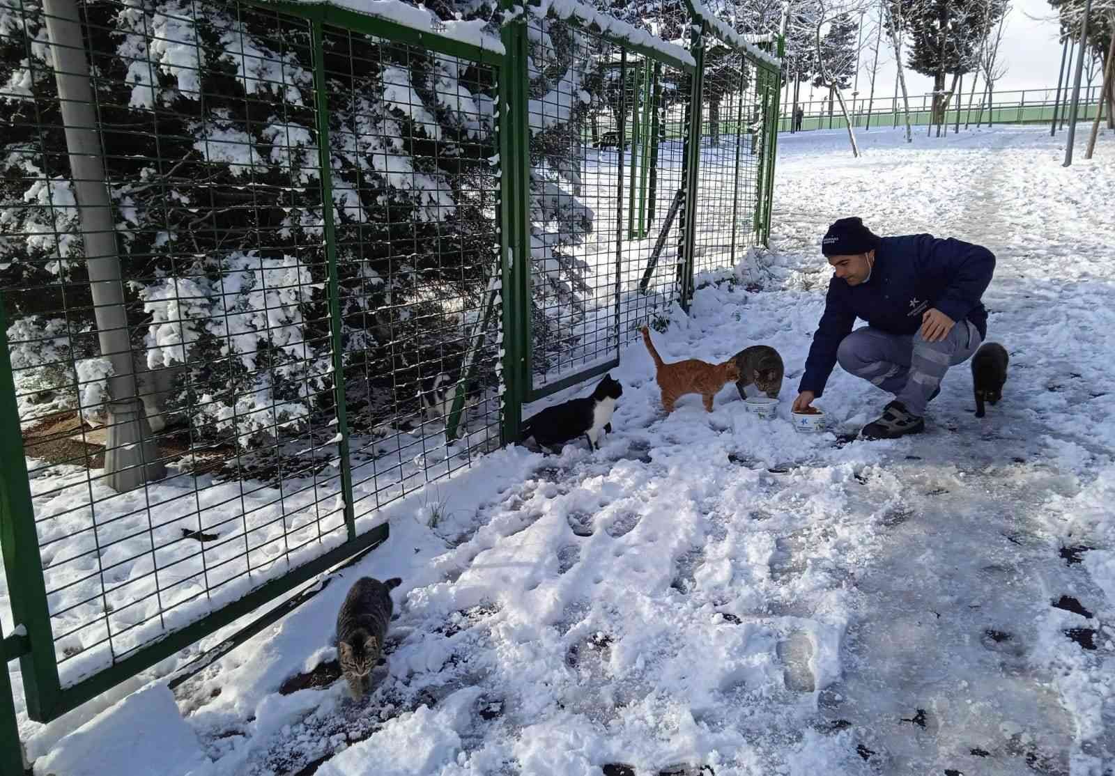 Küçükçekmece Belediyesi soğuk havalarda sokak hayvanlarını unutmuyor #istanbul
