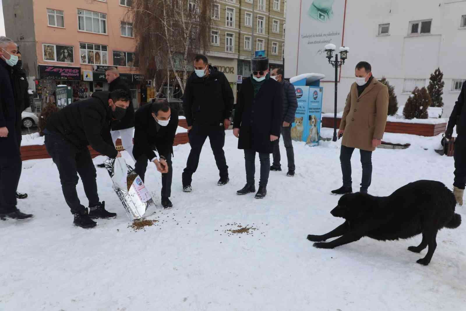 Vali Öksüz, sokak hayvanlarına yiyecek verdi #kars