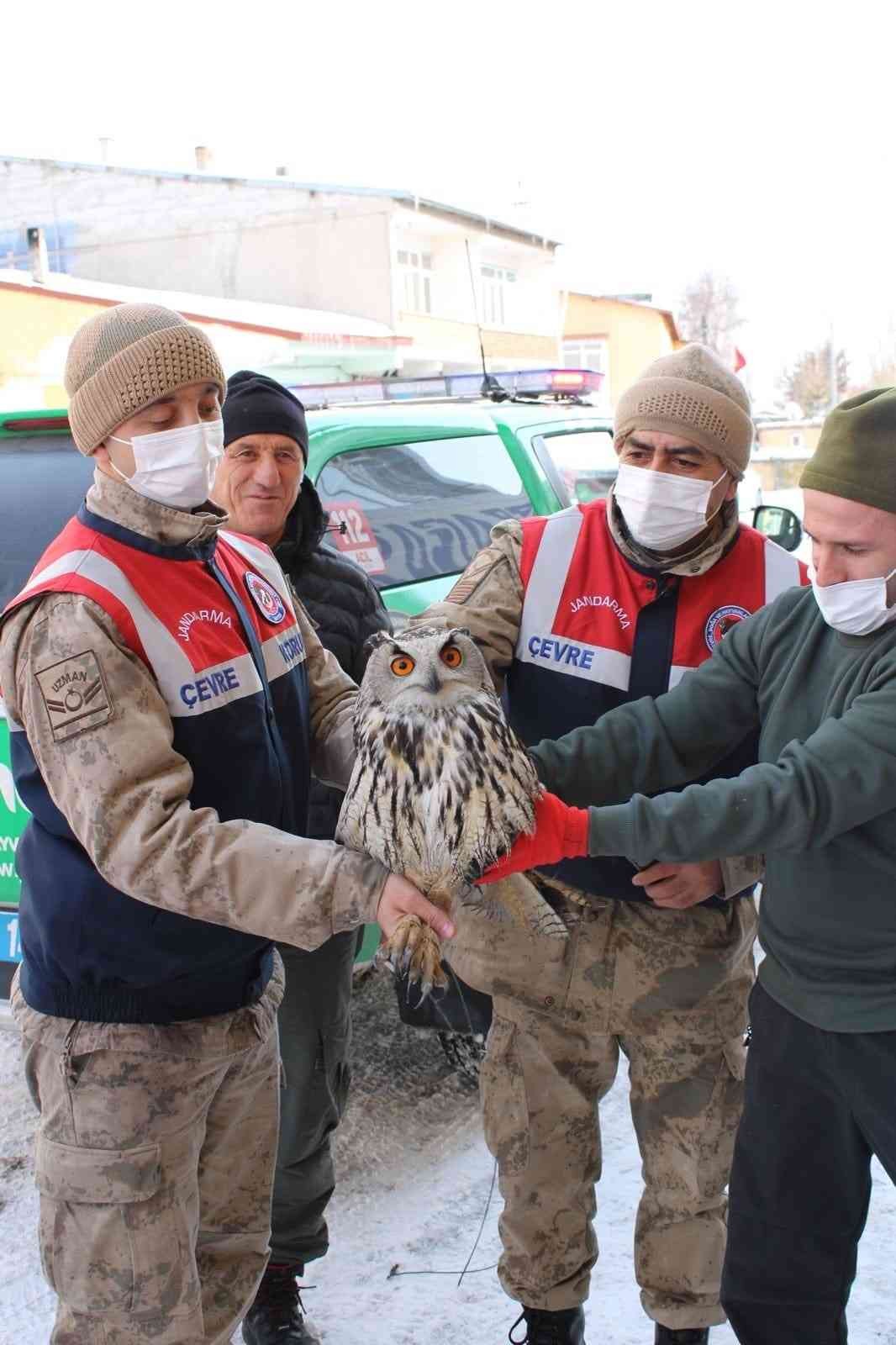 Yaralı ve donmak üzere olan Puhu kuşu tedavi altına alındı #ardahan