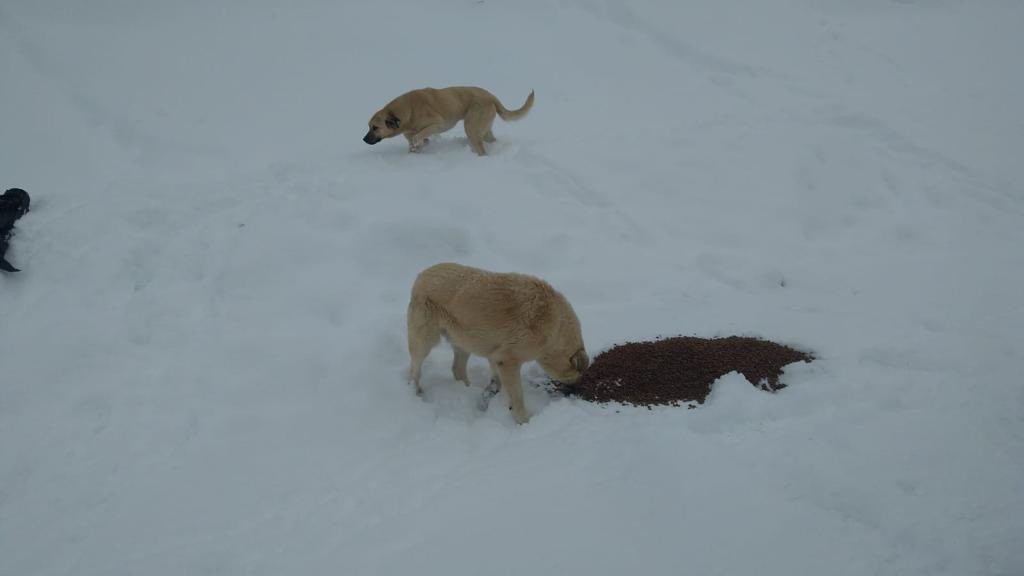 Bolu’da yaban ve sokak hayvanları sert kışta yalnız bırakılmadı #bolu