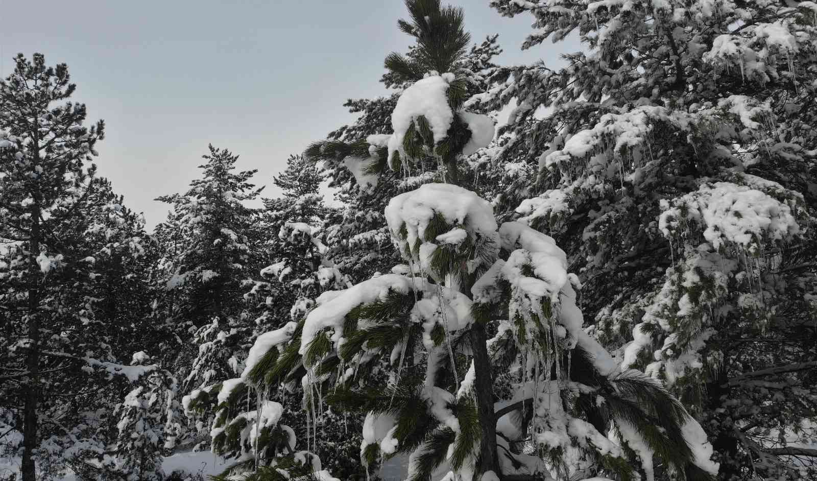 Kütahya’da karlı ve buzlu çam ağaçları ilginç görüntüler oluşturdu #kutahya