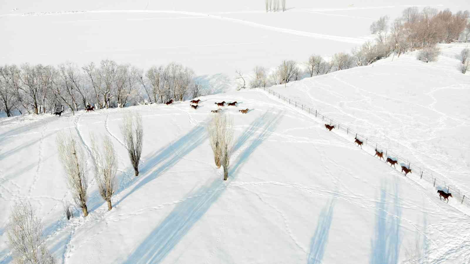 Türkiye’nin yarış atları Sultan Alparslan diyarı Muş’ta kar üzerinde yetiştiriliyor #mus