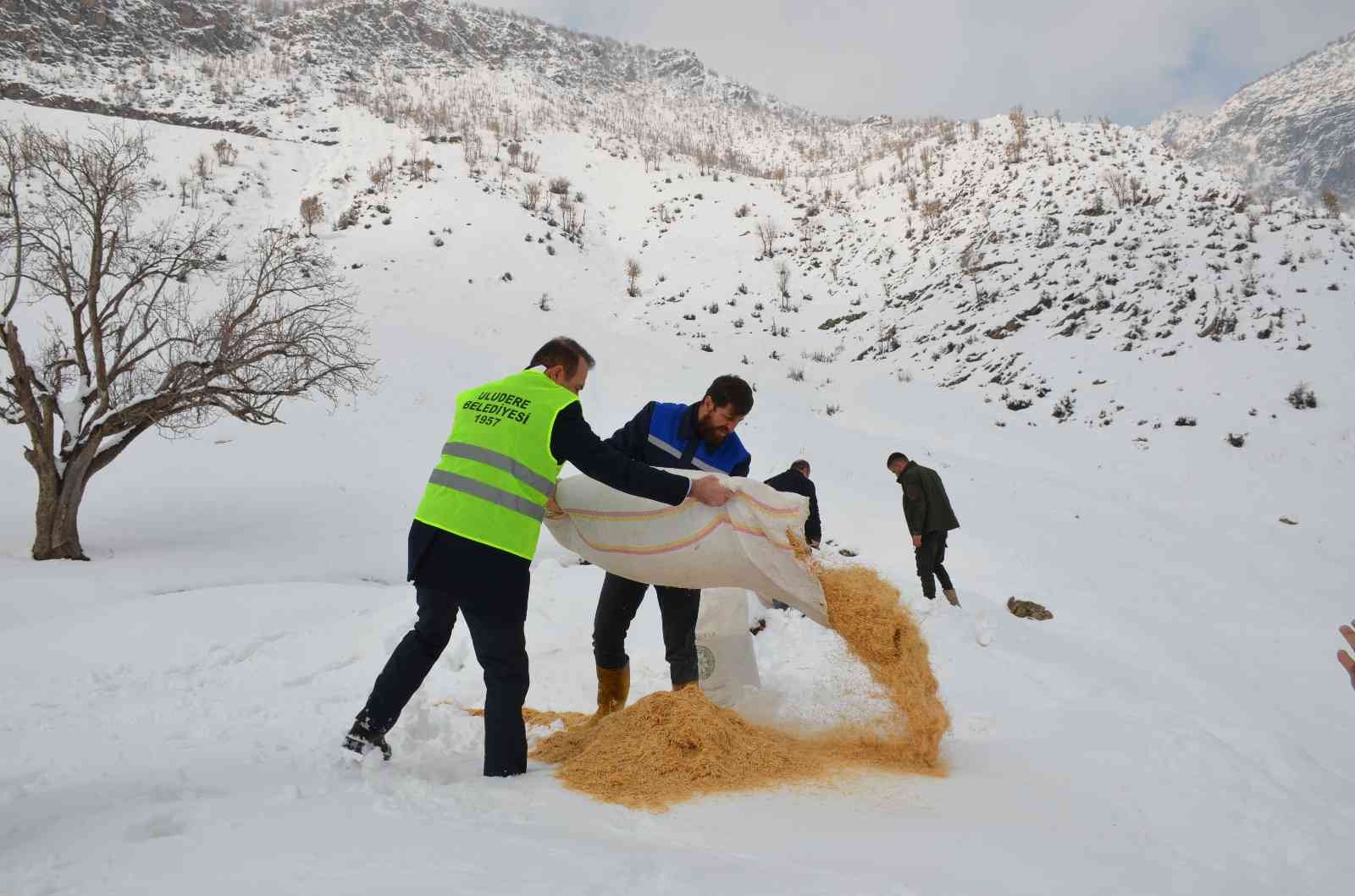Bir zamanlar PKK’nın kol gezdiği dağlarda yaban hayvanları arttı: Kepçelerle Tanin Dağına ulaşılıp yem bırakıldı