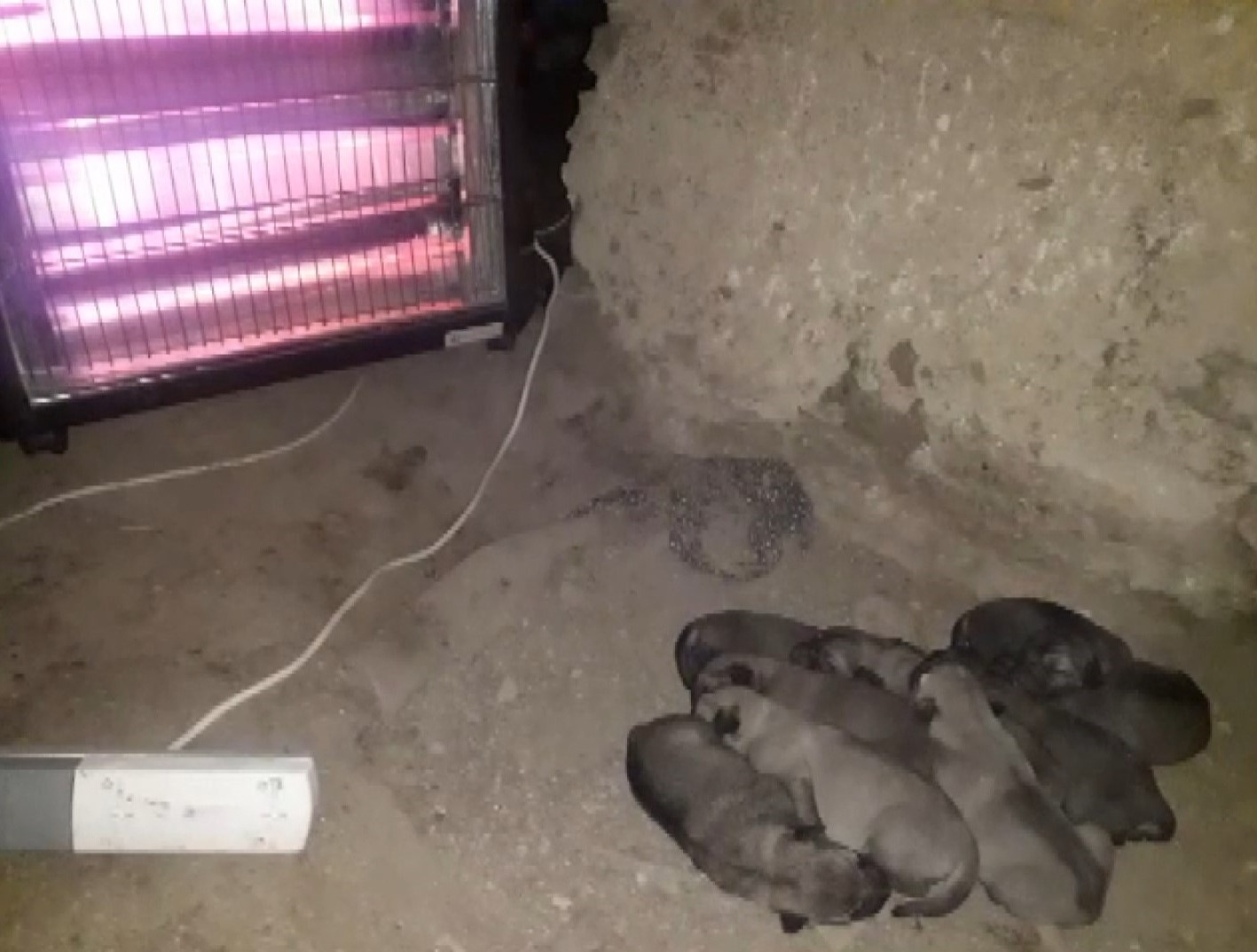 Doğum yapan anne köpek ve yavruları için elektrikli soba kurdu