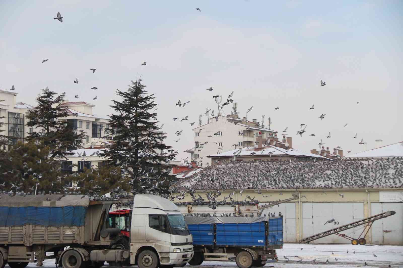 Soğukta yiyecek araya güvercinler Ticaret Borsası’nda adeta nöbet tutuyor #eskisehir