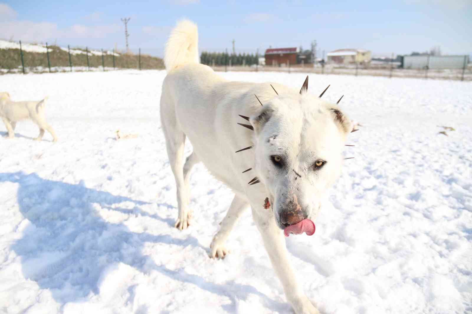 ÖZEL Zorlu şartların güvenilir bekçileri ’Akbaşlar’