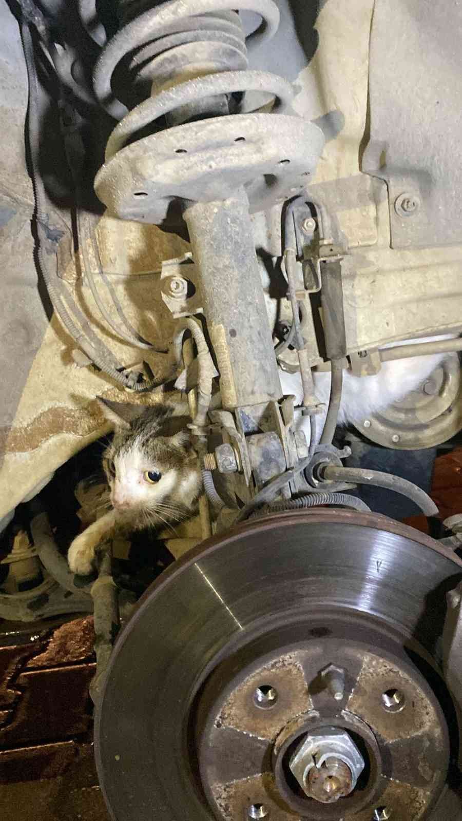 Fethiye’de otomobilin motoruna sıkışan kediyi itfaiye kurtardı #mugla