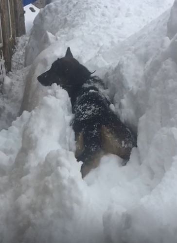 Köpeğin karla mücadelesi cep telefonu kamerasında