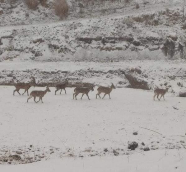 Aç kalan dağ keçileri yerleşim alanına indi #adiyaman