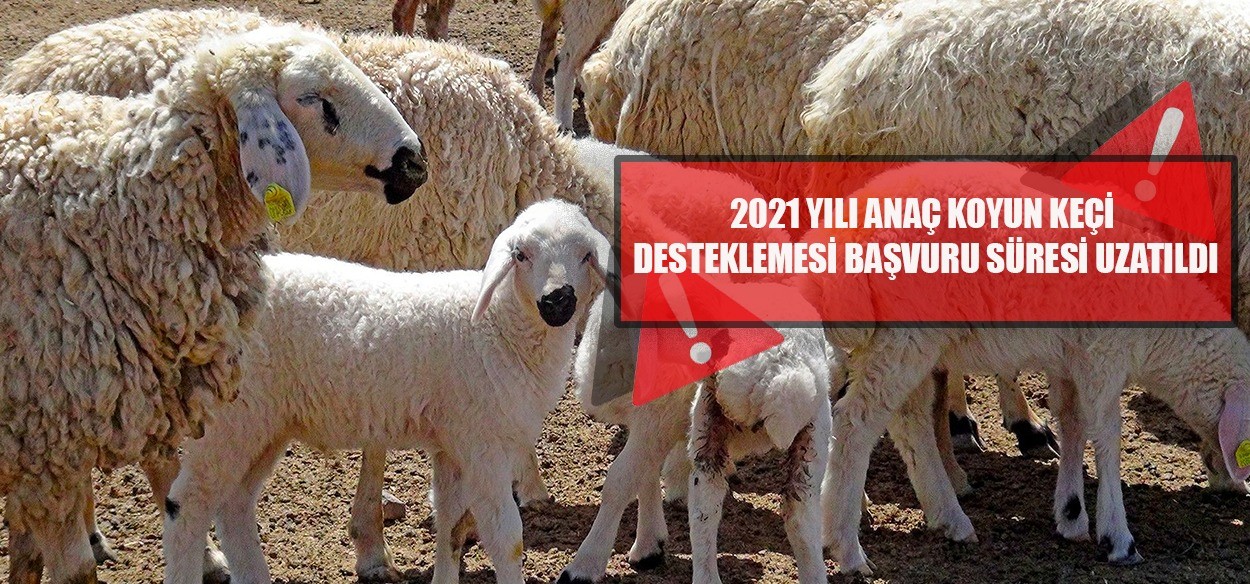 ’2021 yılı Anaç Koyun Keçi Desteklemesi’ başvuru süresi uzatıldı #eskisehir