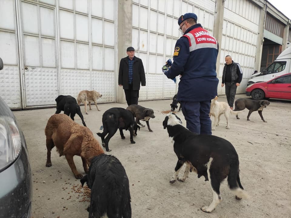 Sokak hayvanlarına 500 kilo yem dağıtıldı #duzce