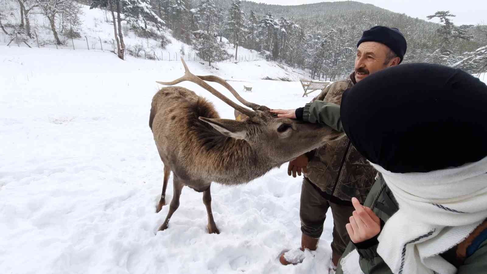 ÖZEL Kızıl geyikler doğa tutkunlarını çok sevdi