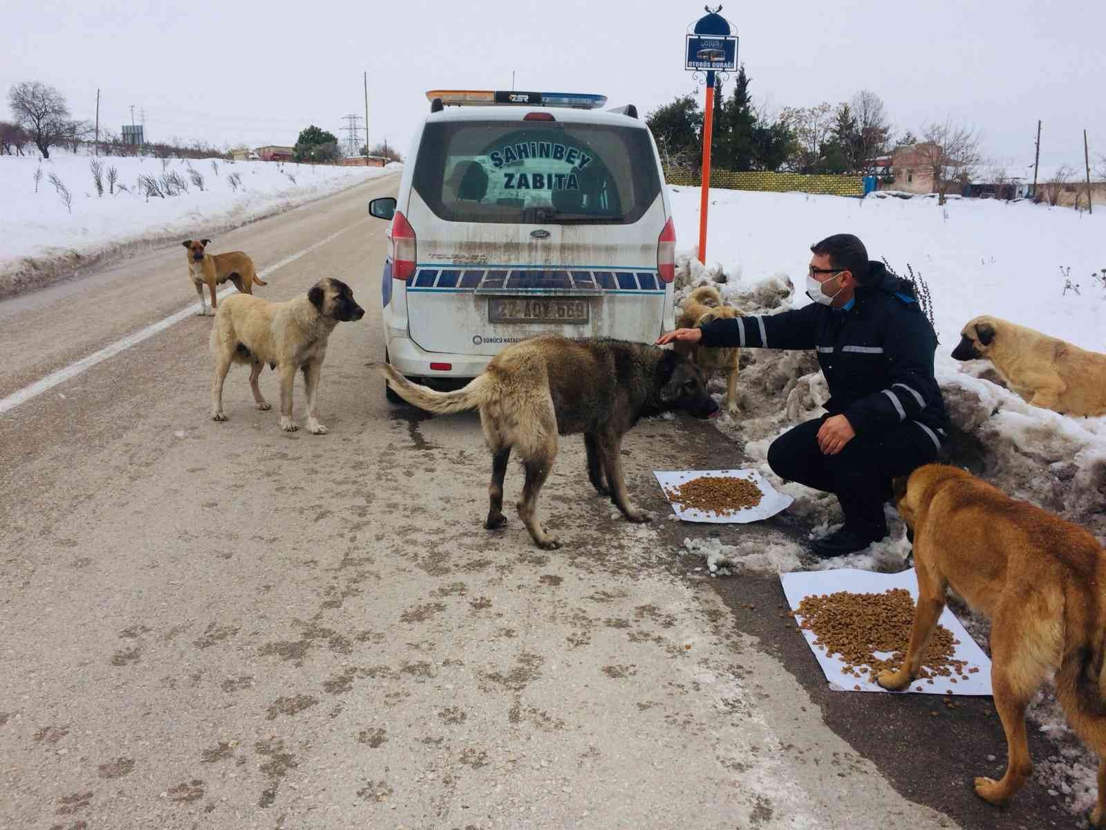 Şahinbey Belediyesi sokak hayvanlarını unutmadı #gaziantep
