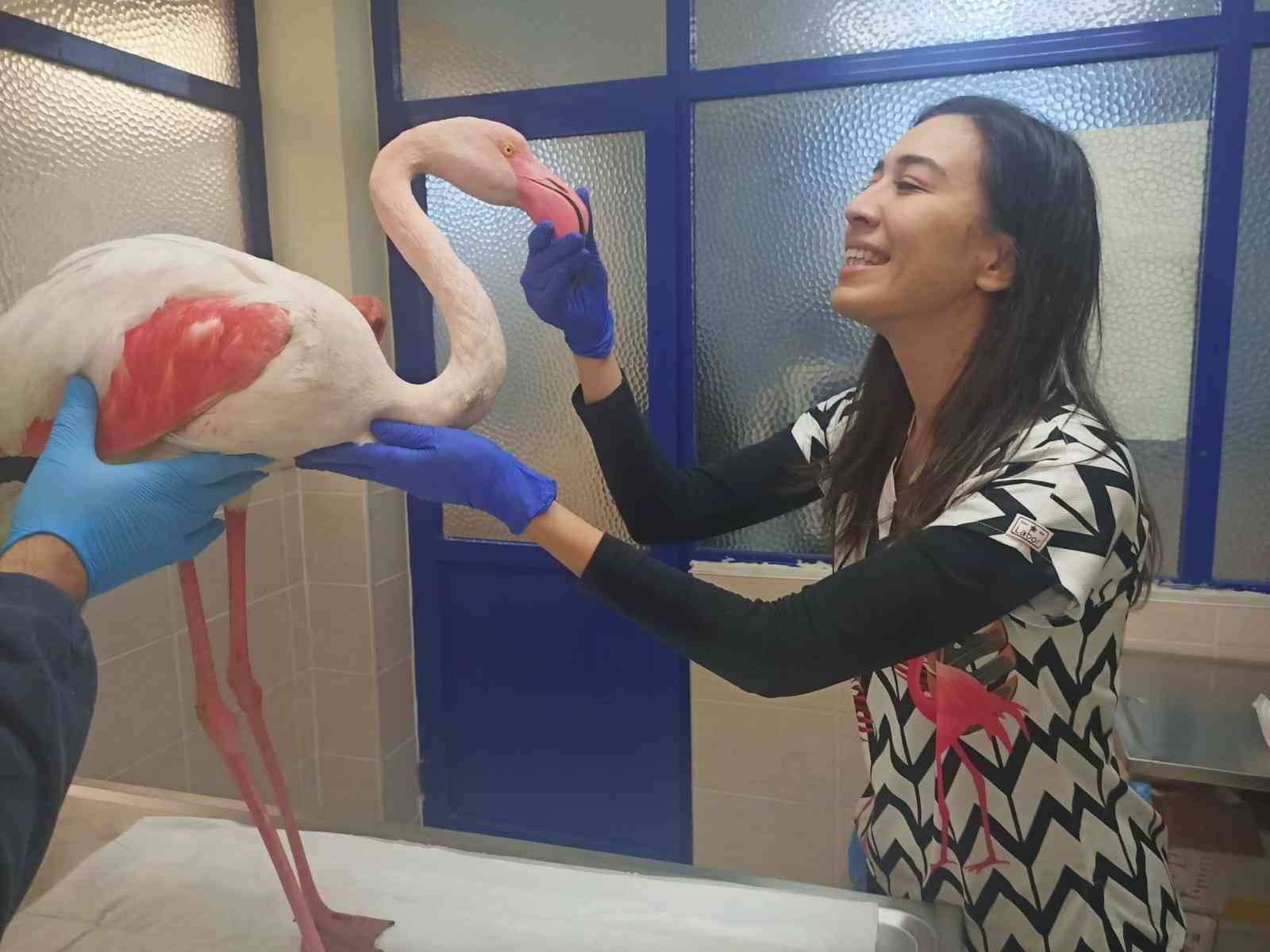 Hasta flamingo sağlığına kavuşacak #izmir