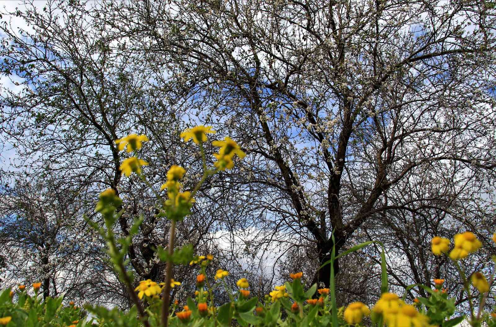 Mersin’de bahar havası... Badem ağaçları çiçek açtı #mersin