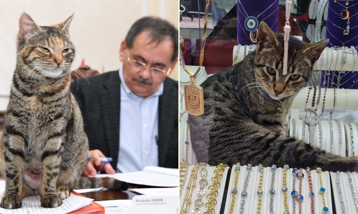 İki şanslı kedi: Mayıs ve Zeytin #samsun