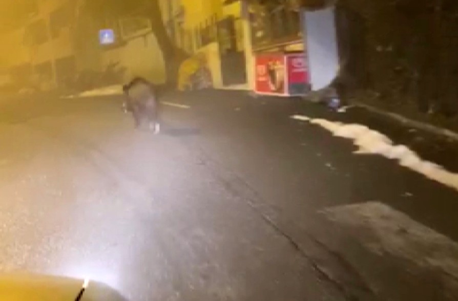 Diyarbakır’ın Kulp ilçesinde ilçe merkezine inen domuzlar kameraya yansıdı
