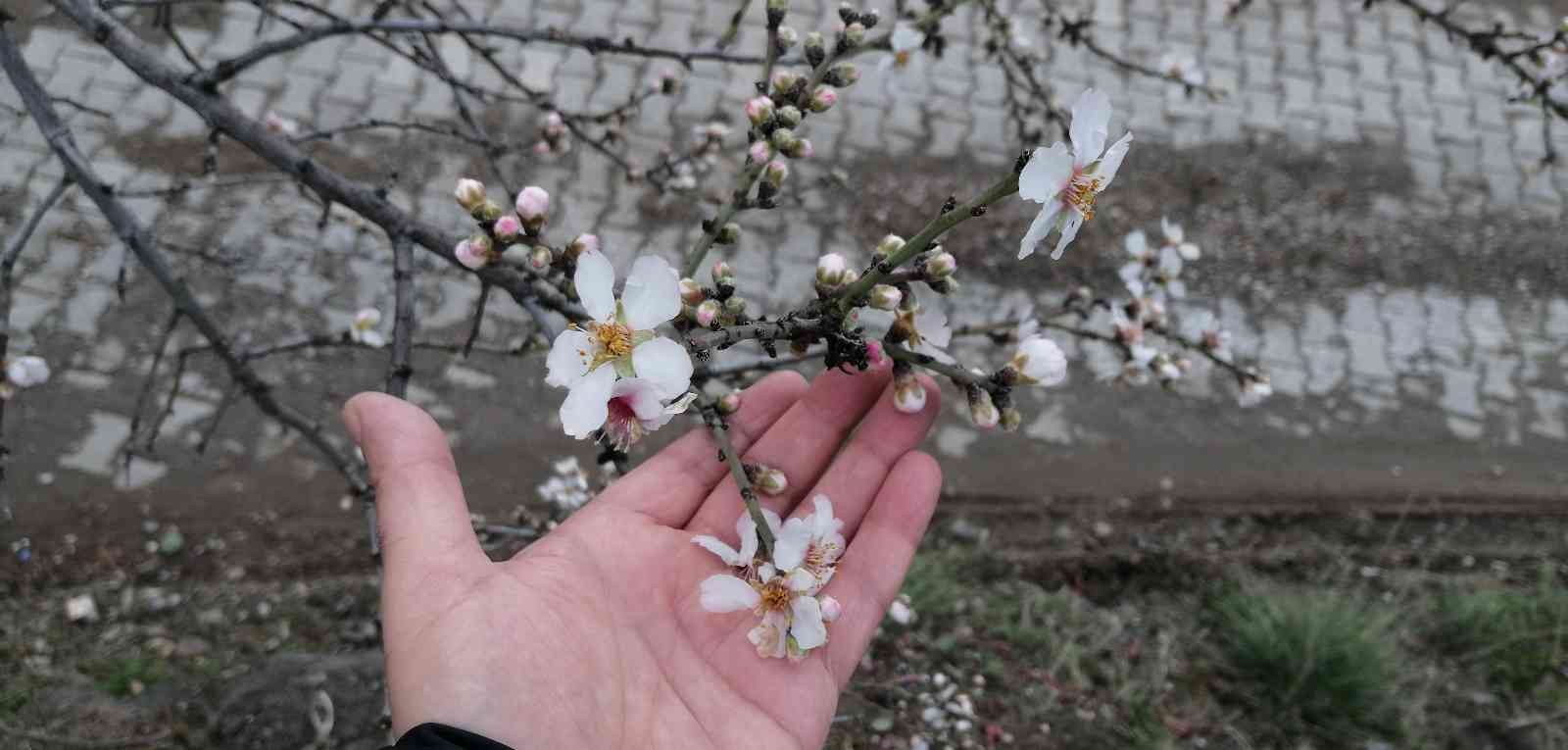 Tokat’ta erik ağacı kış mevsiminde çiçek açtı