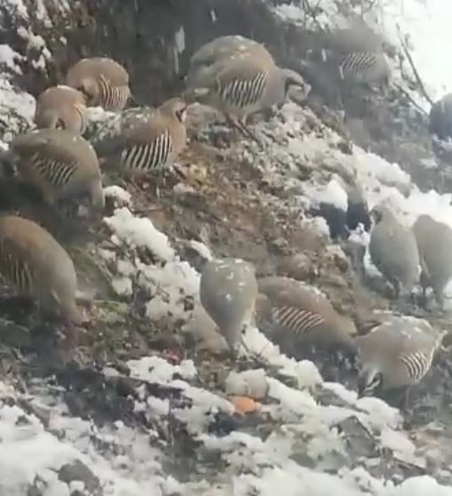 Tuncelili vatandaştan örnek davranış: Her gün onlarca yaban kekliğini besliyor