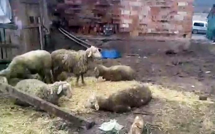 Sokak köpekleri koyunlara saldırdı: 7 koyun telef oldu