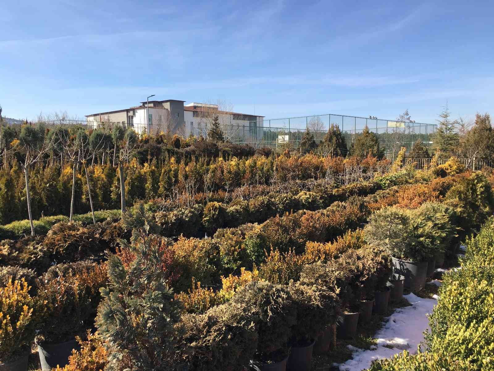 Sevgililer Günü’nde hem kalıcı hem anlamlı hediye #eskisehir