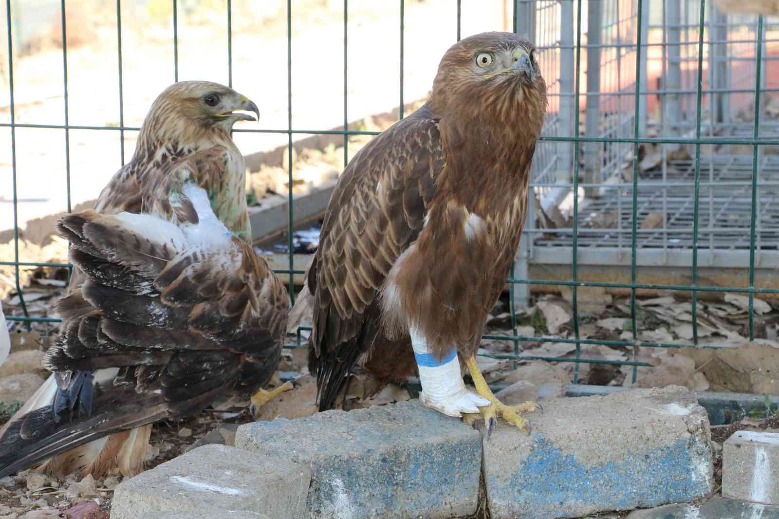 Şırnak’ta yaralı kızıl şahine protez ayak takıldı