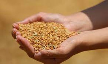 Edirne’de buğday 4 lira 079 kuruştan satıldı #edirne