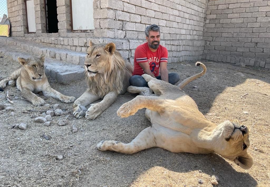 Aslan terbiyecisi Akbey, 3 aslanına yavrusu gibi bakıp eğitti #diyarbakir