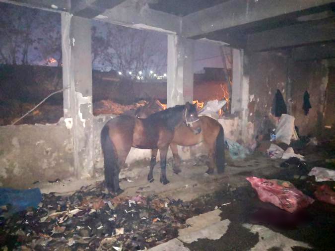 İzmir’de kaçak kesime baskın: Katır ve eşekler kurtarıldı, 6 hayvanı katletmişler #izmir