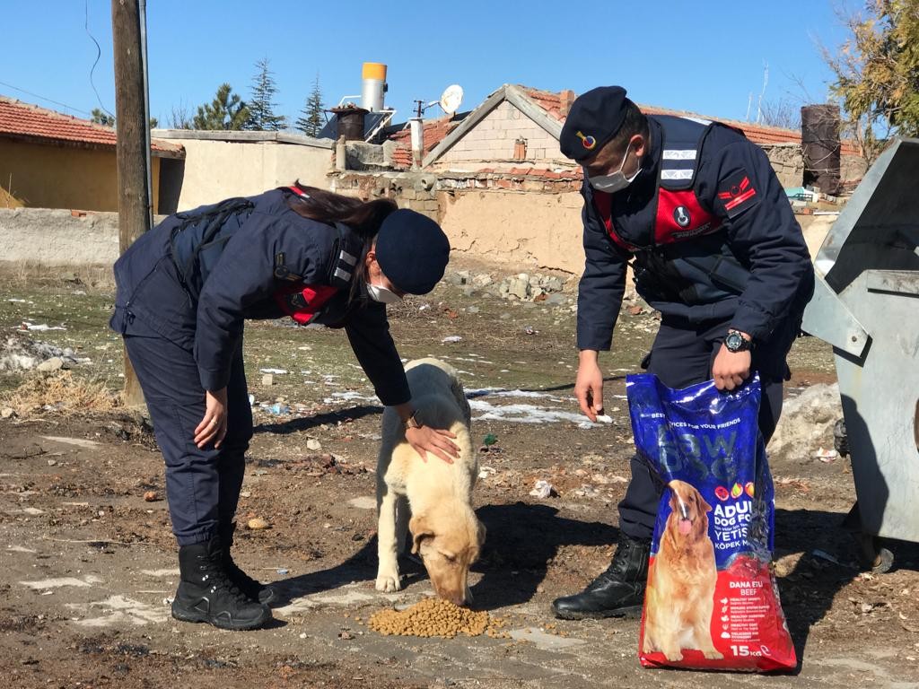 Jandarma ve polisten sokak hayvanlarına mama desteği