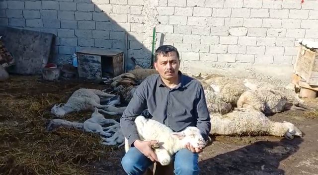 Çiçek hastalığı bulaşan 117 koyun ve kuzu telef oldu #bolu