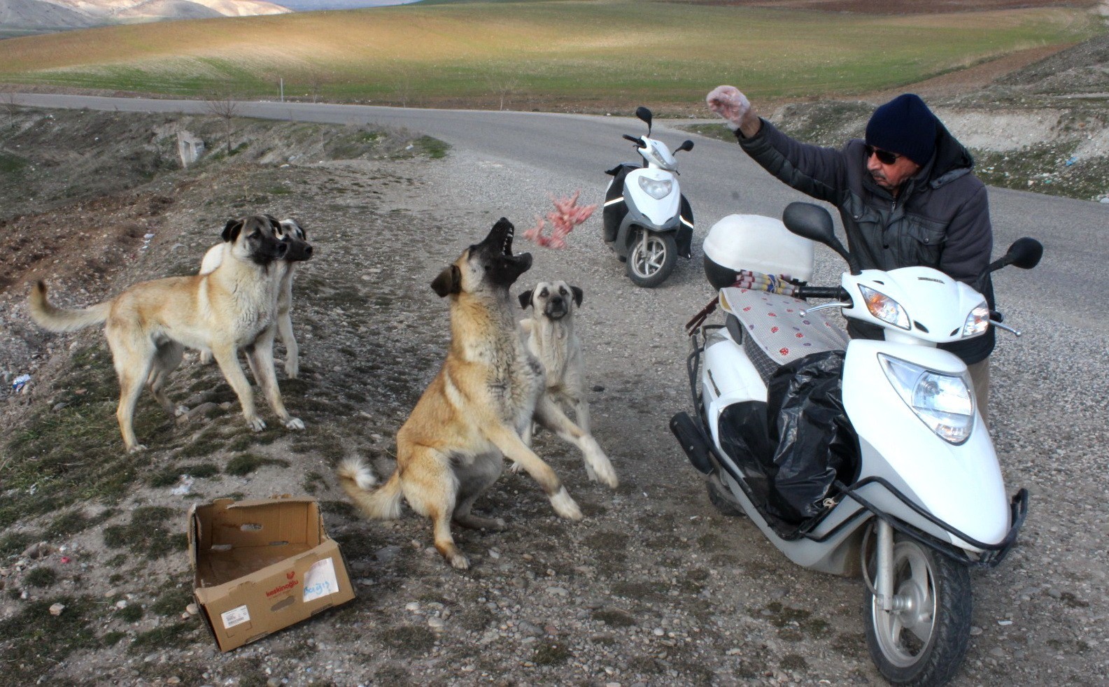 Köpekler onu korna sesinden tanıyor #adiyaman