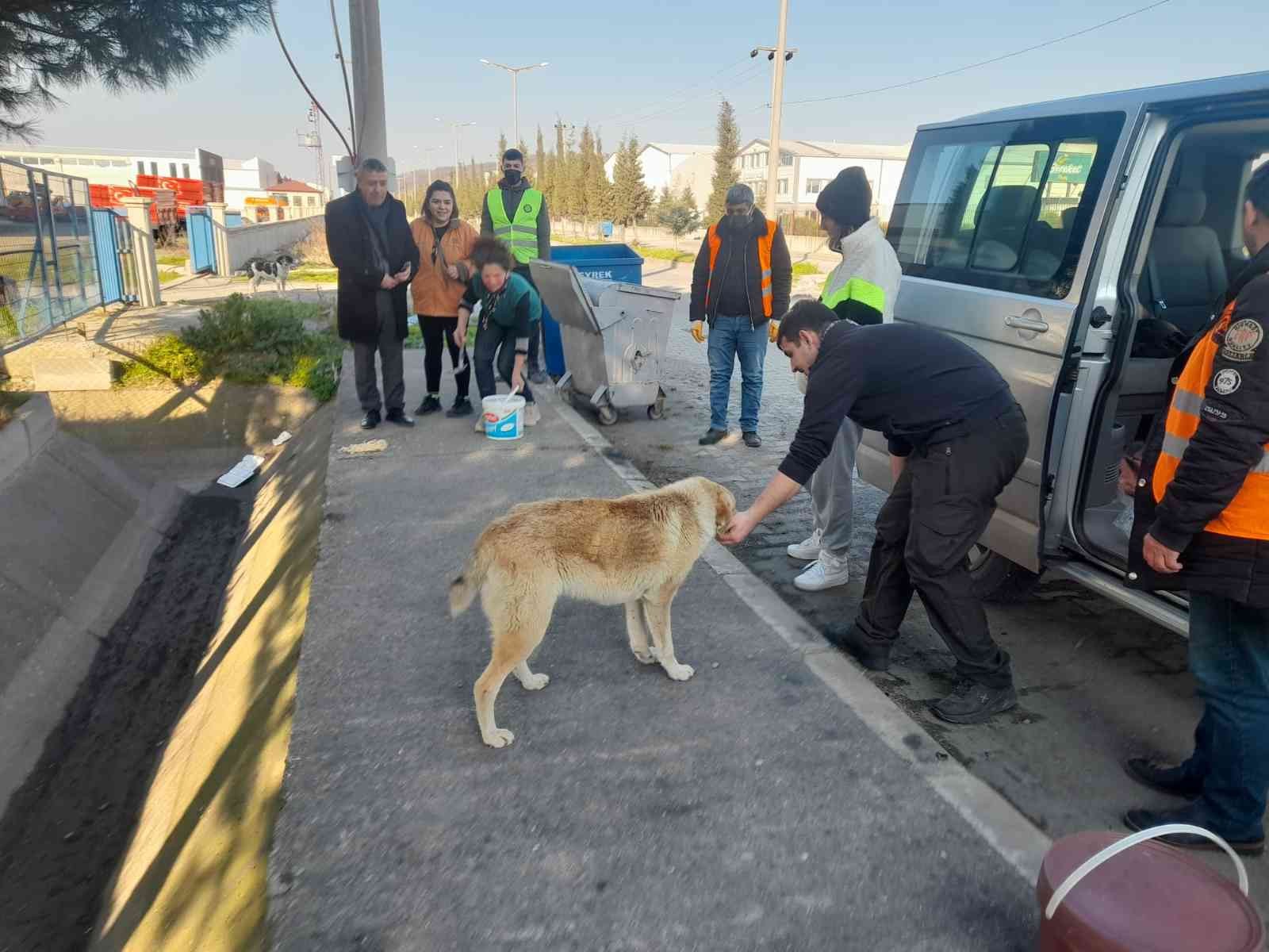 Bafra Belediyesi ve gönüllüler sokak hayvanlarını besledi