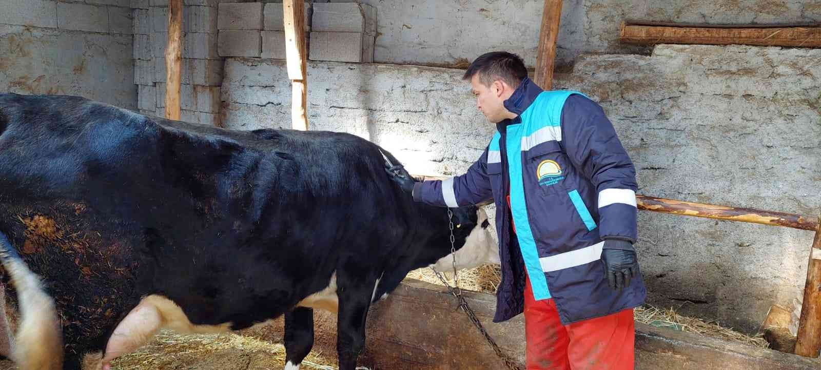 Hisarcık’ta büyükbaş hayvan aşılama çalışmaları #kutahya