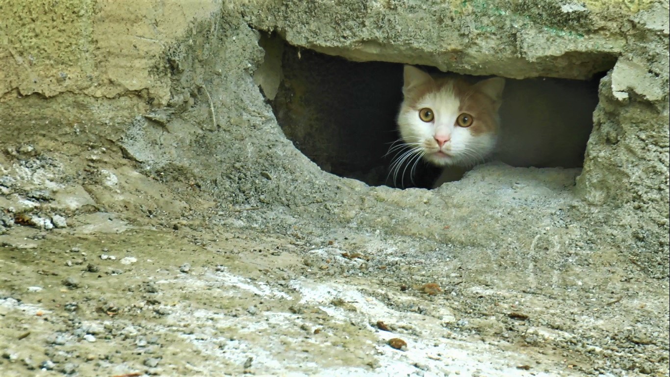 Duvarın oyuğuna saklanan kedilerin canlı canlı gömüldüğü iddiası ortalık karıştırdı #kocaeli