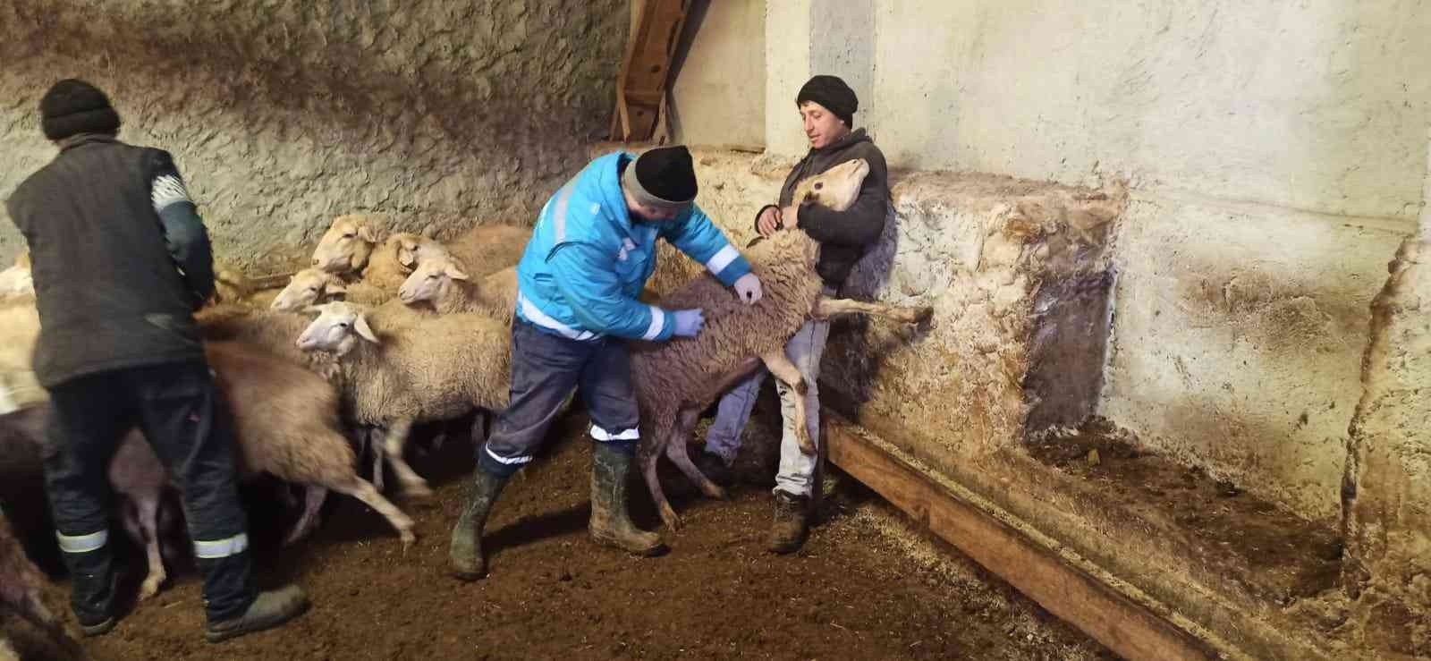 Kütahya’da anaç koyun keçi tespit ve aşılama çalışmaları #kutahya