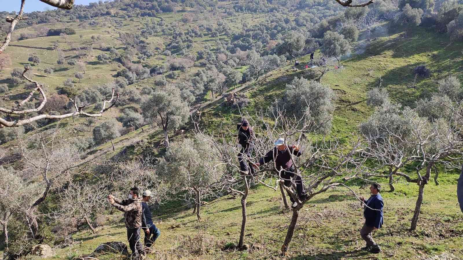 Yenipazar’da proje kapsamında antep fıstığı ağaçlarının budaması yapıldı #aydin