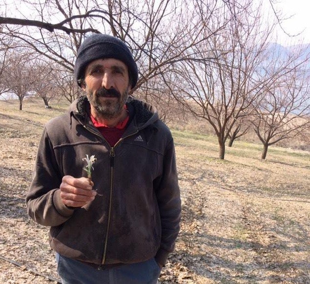Baharın müjdecisi Nevruz Çiçeği Şubat ayında açtı #elazig
