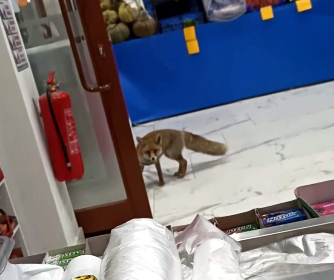Aç kalan tilki şehir merkezinde markete girince şaşkınlığa neden oldu