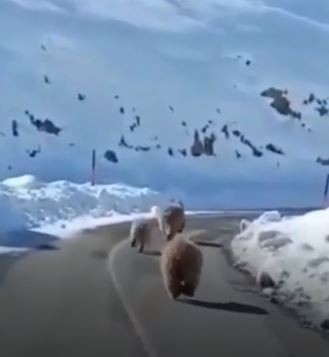 Tunceli’de kış uykusundan erken uyanmış boz ayılar görüntülendi