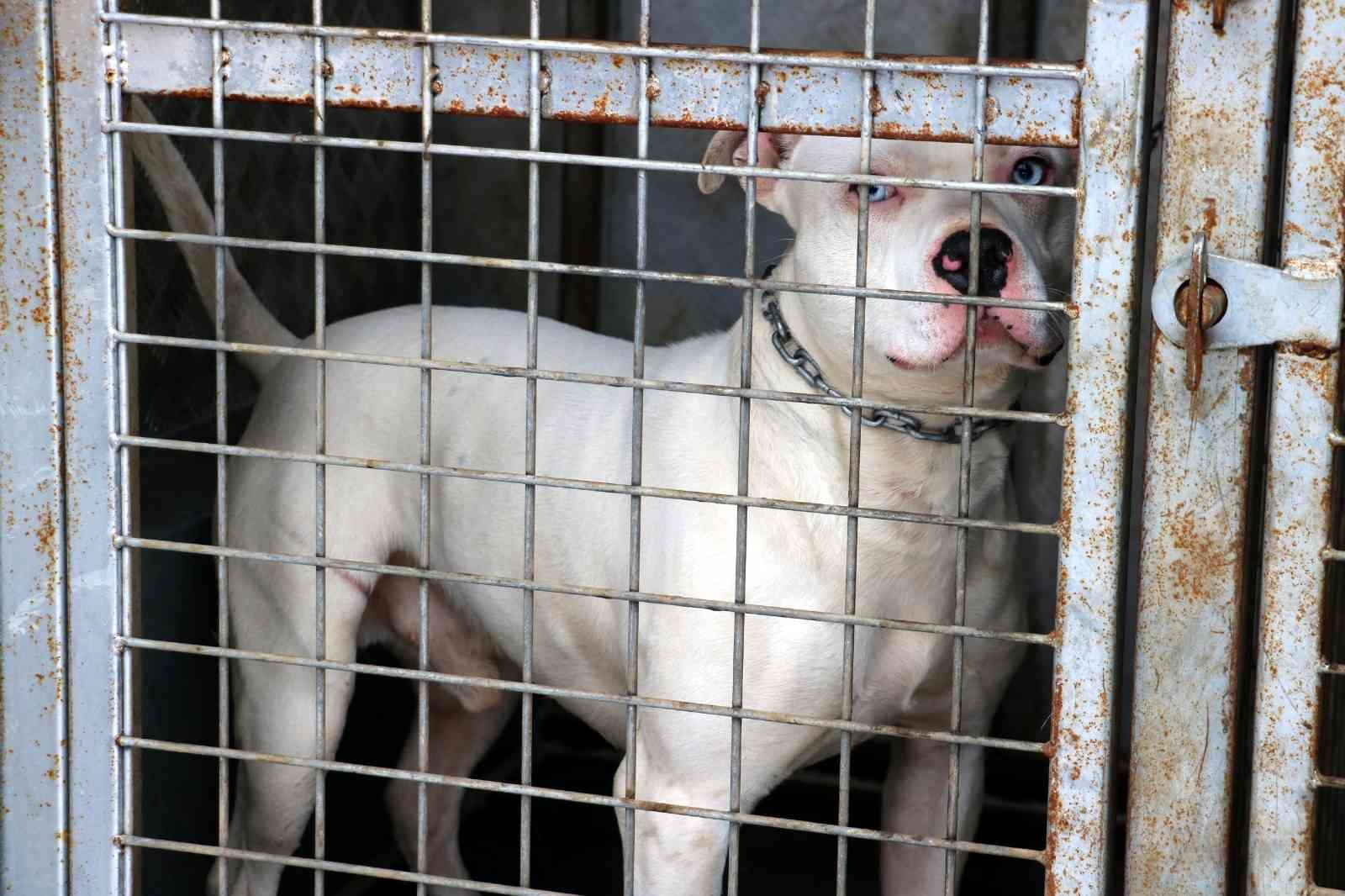 Uzmanı uyardı, saldıracak köpek nasıl anlaşılır