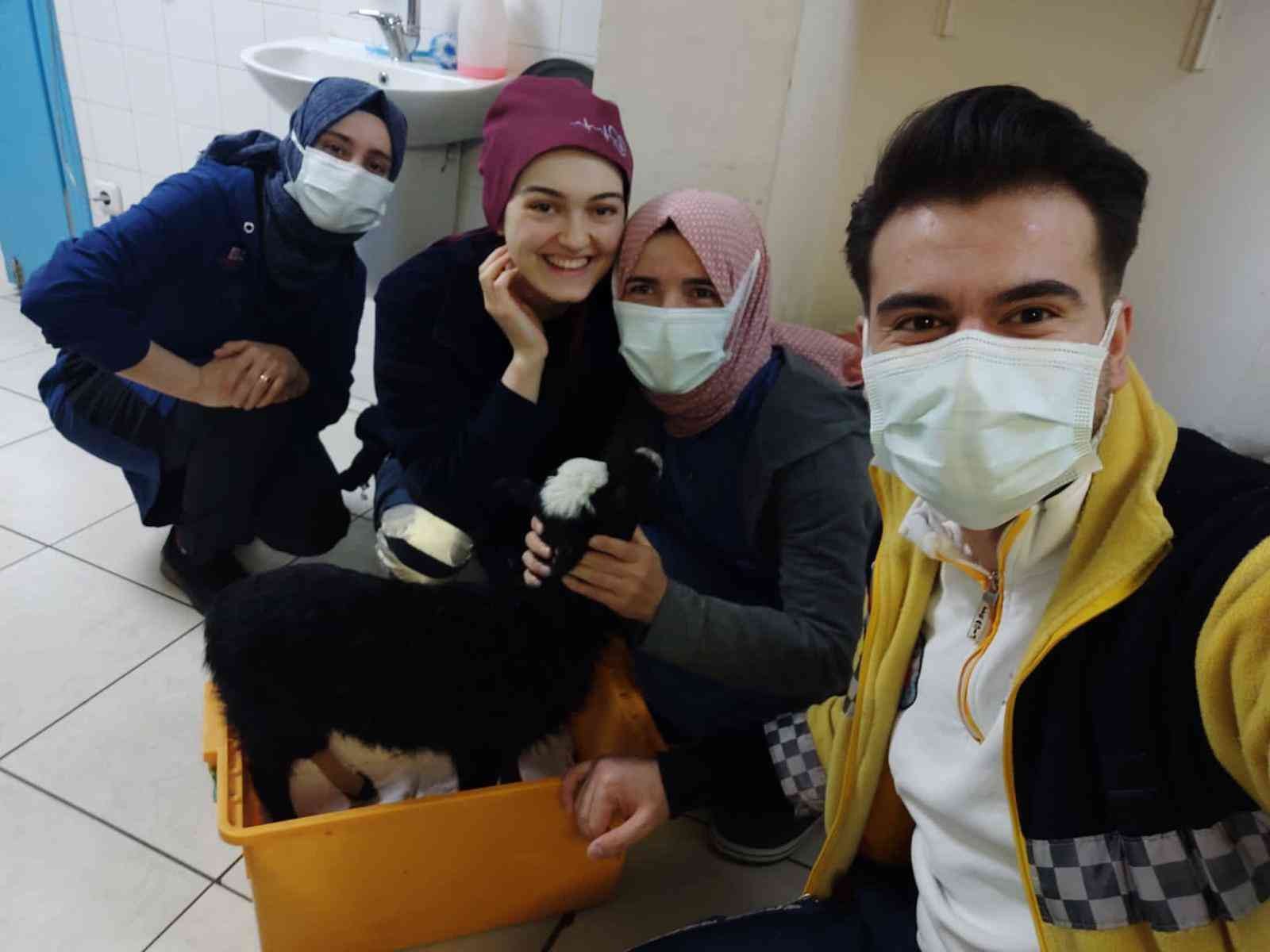 Ayağı kırılan kuzu veteriner bulunamayınca devlet hastanesinde tedavi edildi #rize