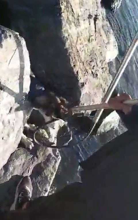 Samatya’da kayalıklar arasına sıkışan köpek kurtarıldı