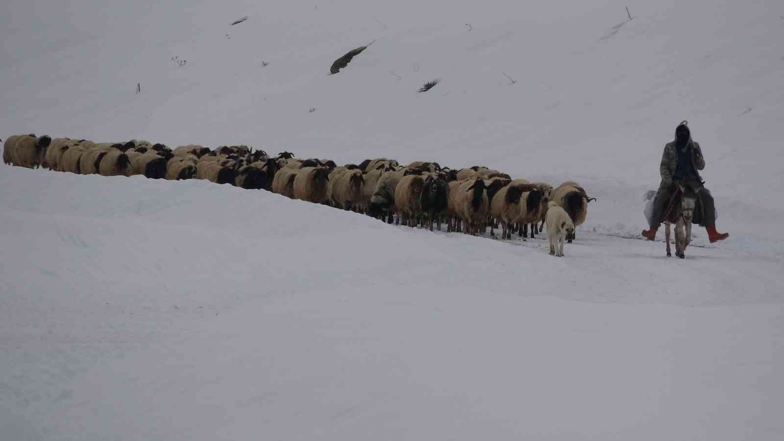 Koruma altındaki Norduz koyununun kartpostallık görüntüleri #van