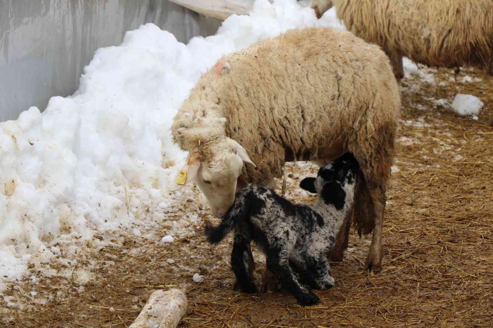 Soğuk kış günlerinde koyunların kuzulama dönemi devam ediyor #erzincan