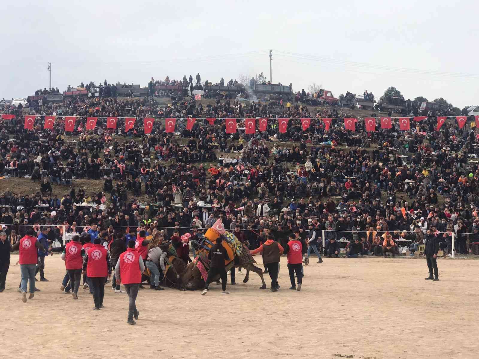 Kınık’ta 32’nci geleneksel deve güreşleri festivaline yoğun ilgi #izmir