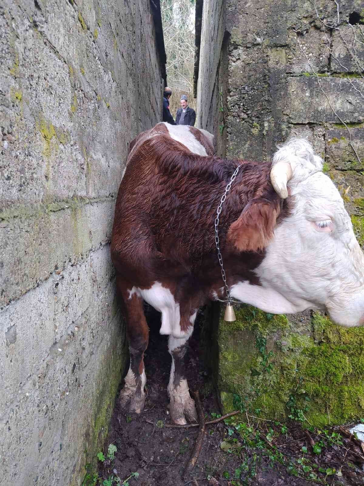 İki duvar arasında kalan ineği itfaiye ekipleri kurtardı #zonguldak