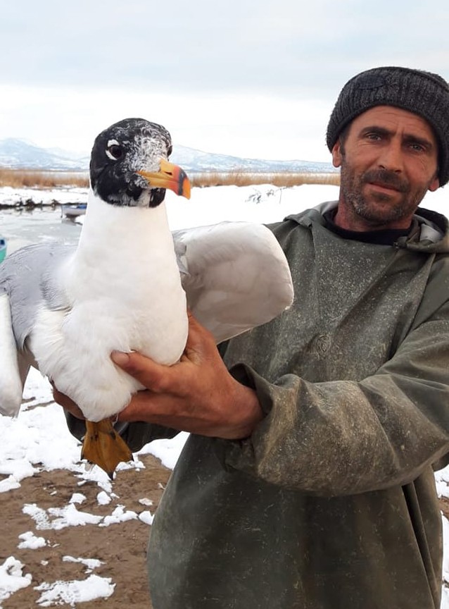 Beyşehir Gölü’nde ağa takılan martıyı balıkçı kurtardı #konya